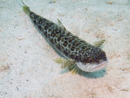 IMG 4193 Sand Diver